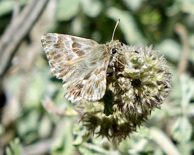 southern marbled skipper